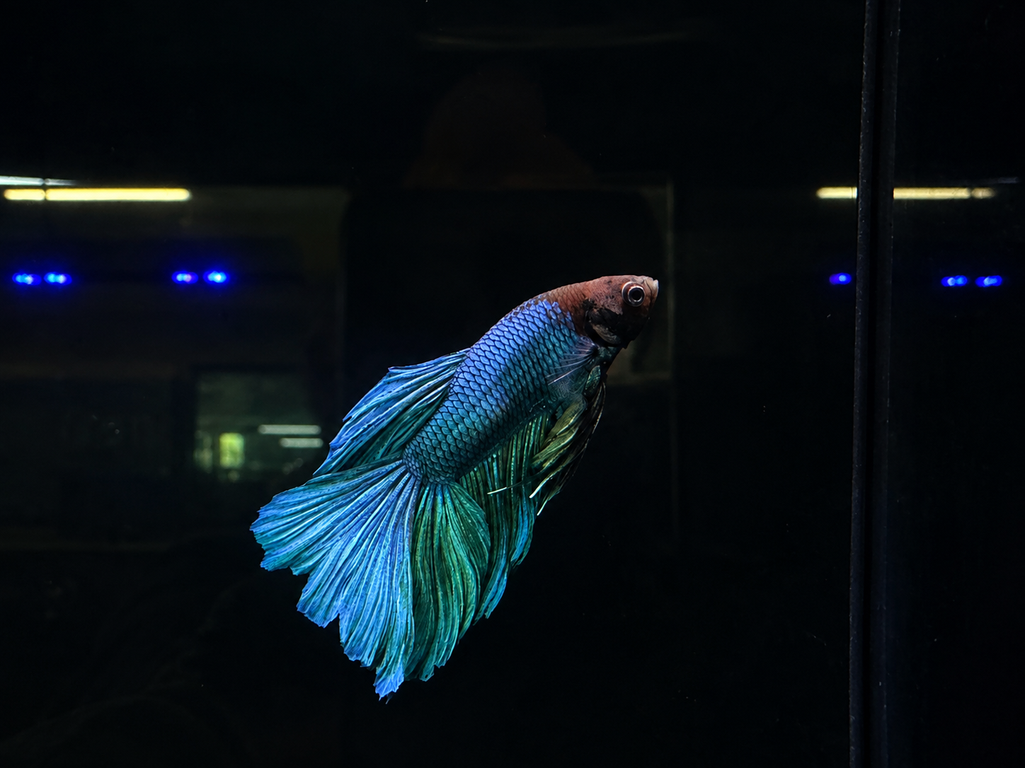 Flowertail Male Betta (B1)
