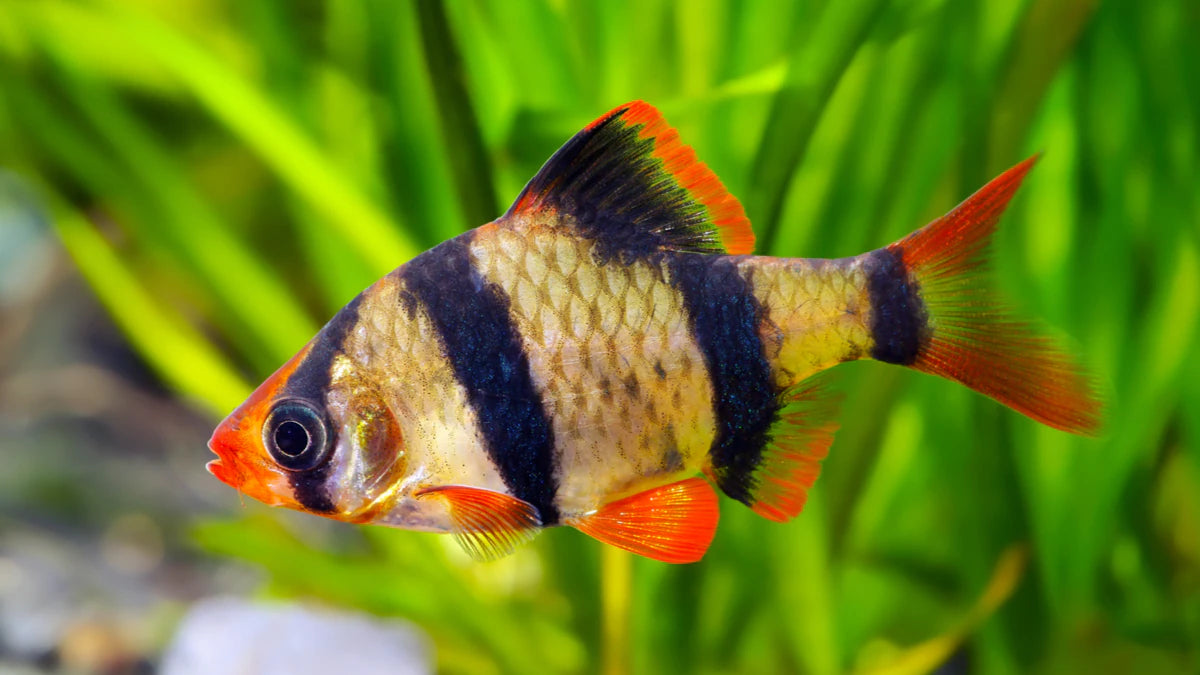 Tiger Barb