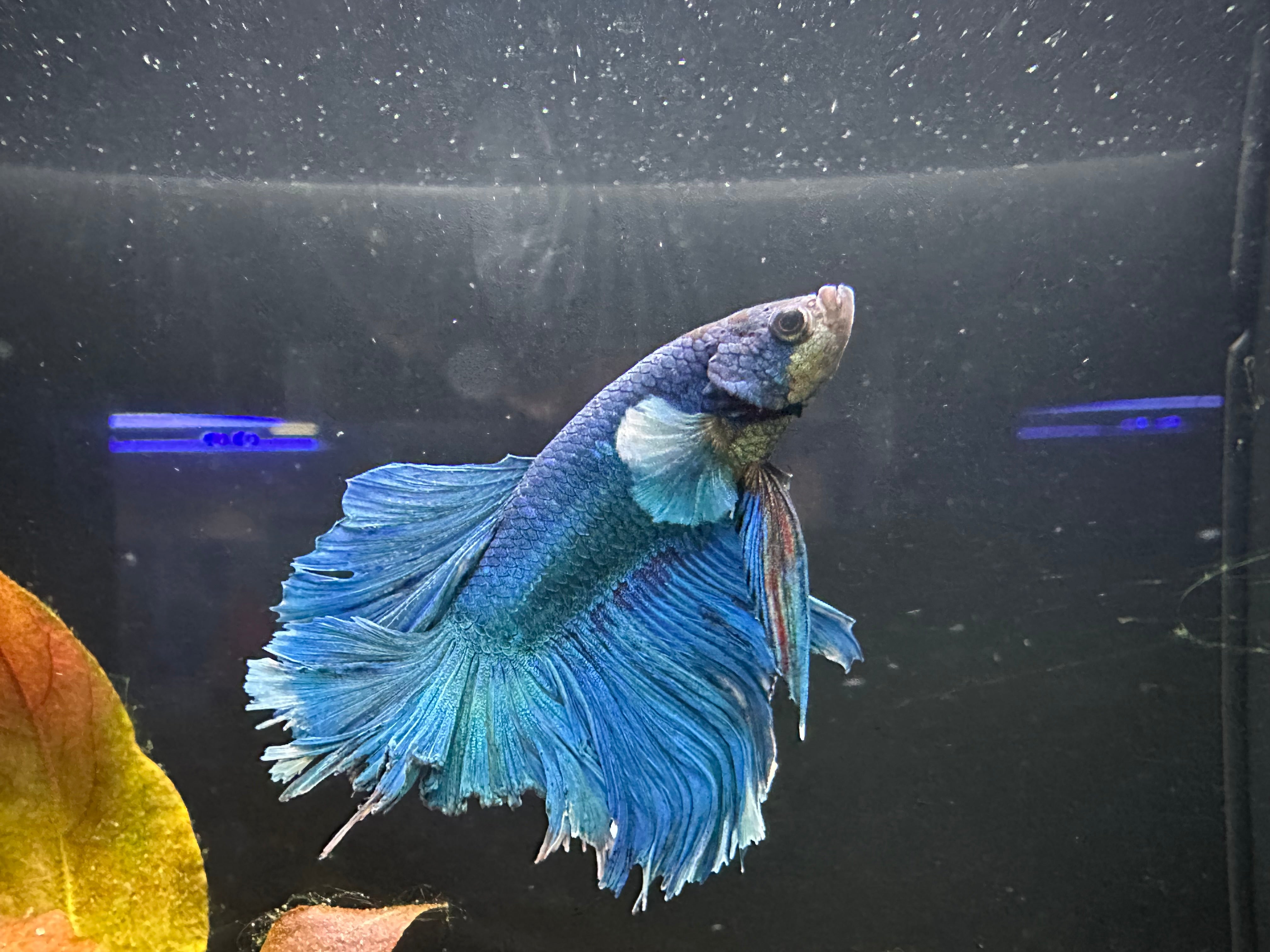 Flowertail Male Betta (B2)
