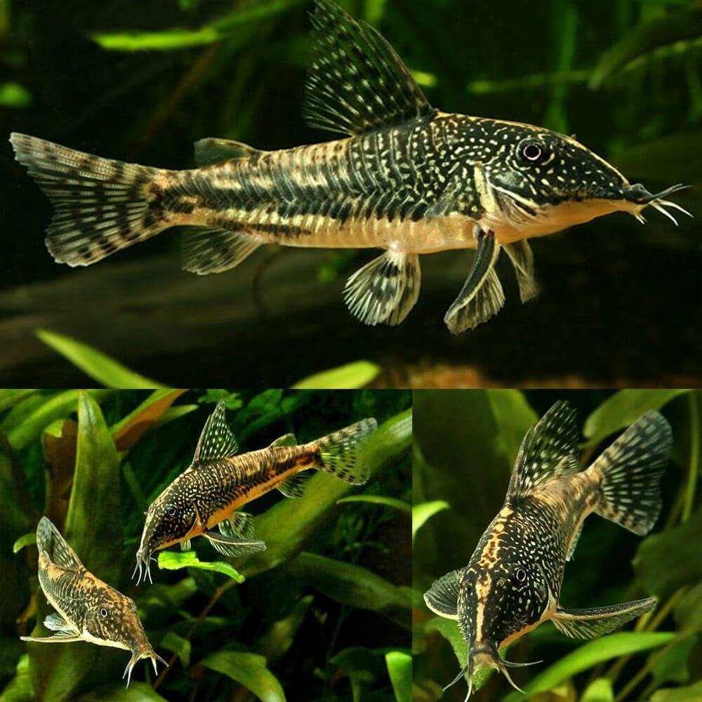Banded Corydoras (Scleromystax Barbatus)