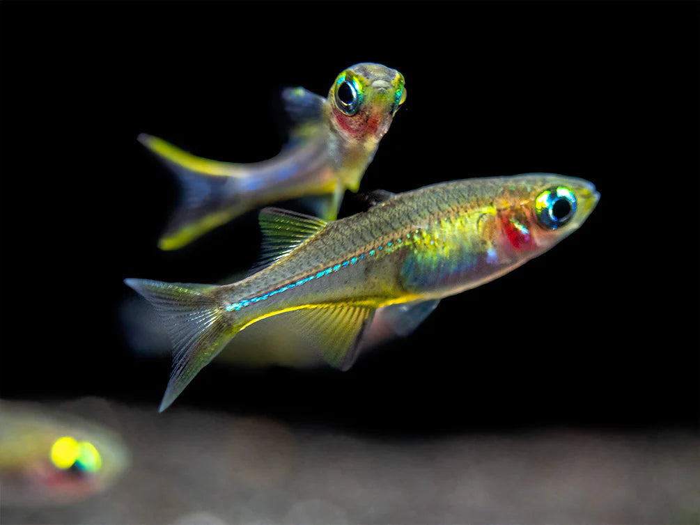 Celebes Rainbow