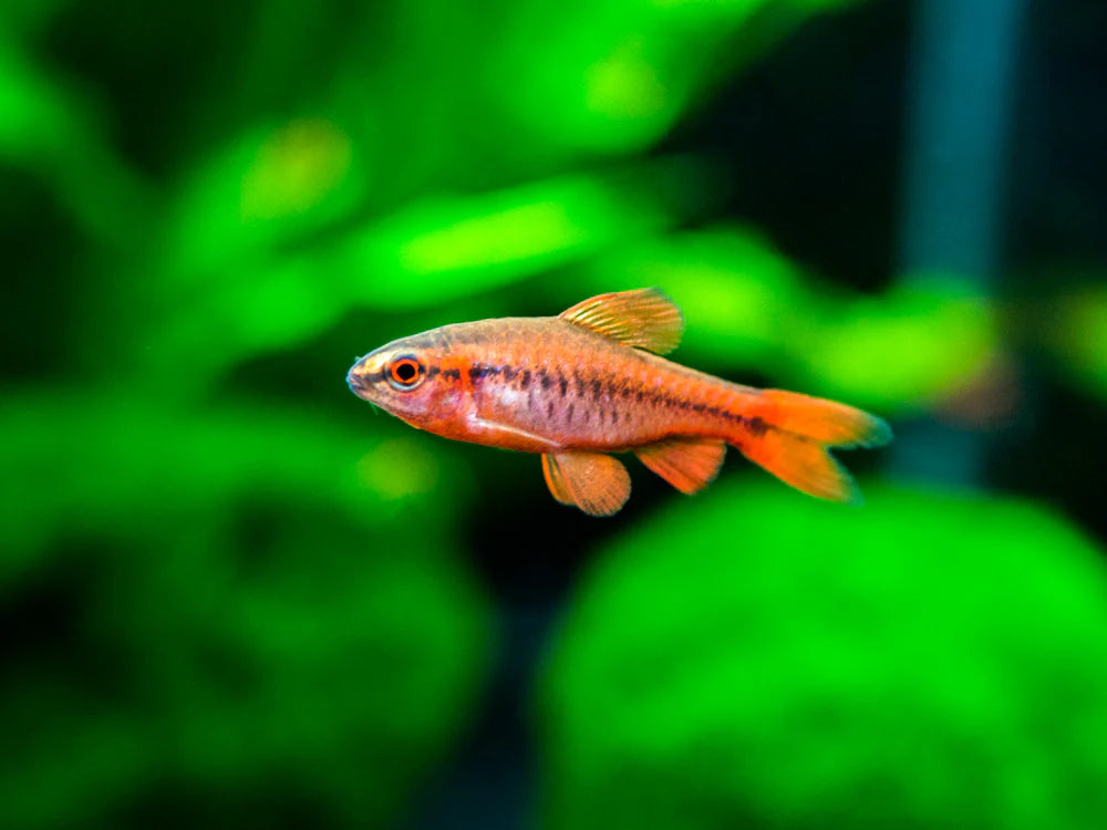 Cherry Barb