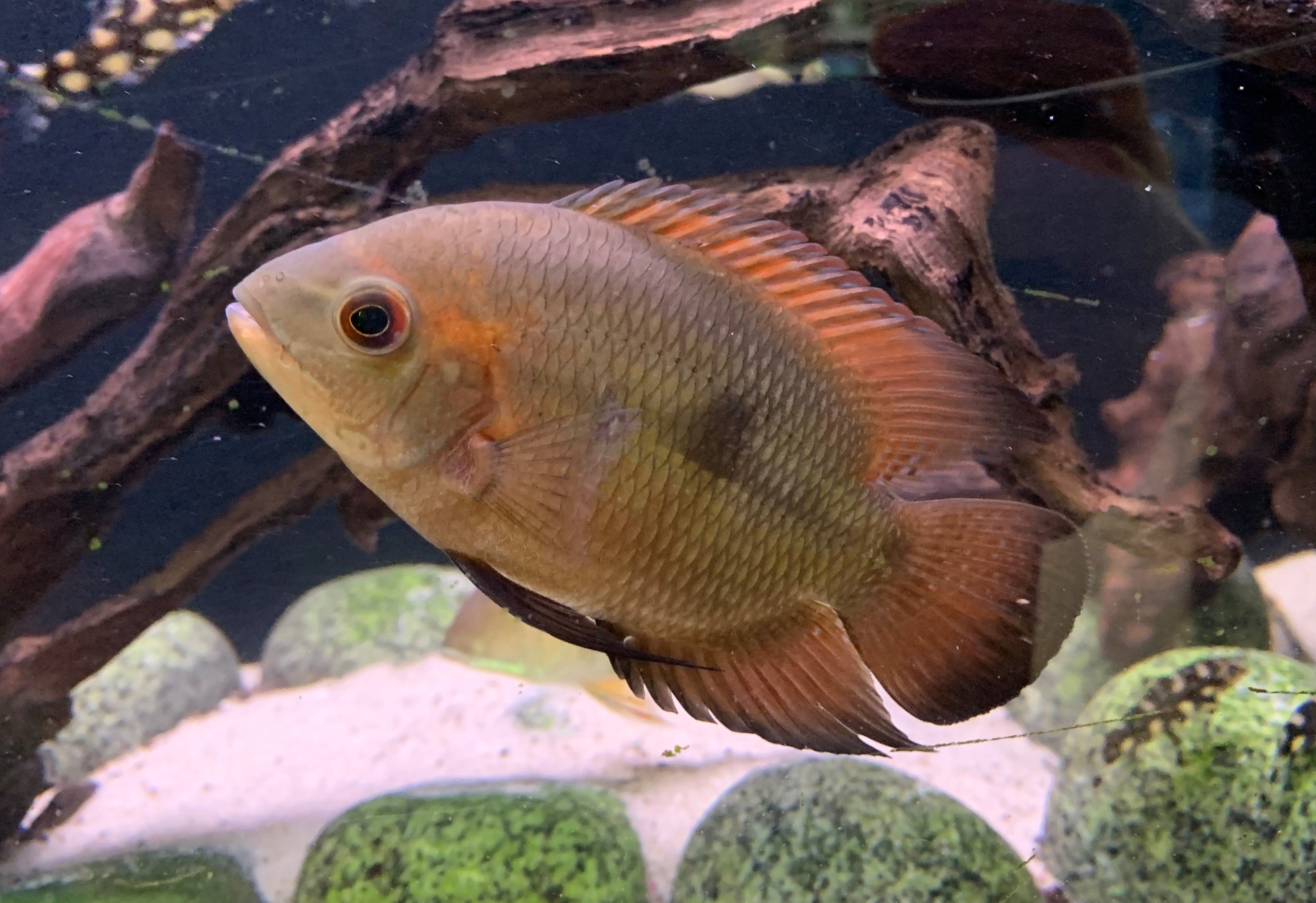 Chocolate Cichlid