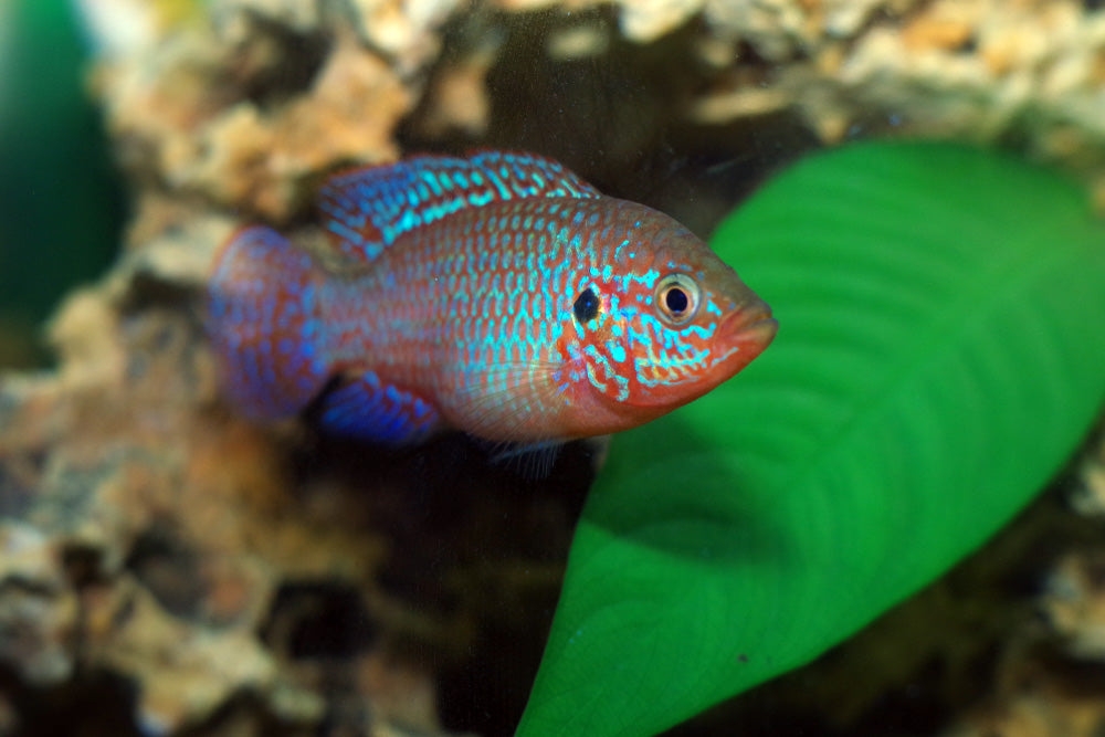 Jewel Cichlid
