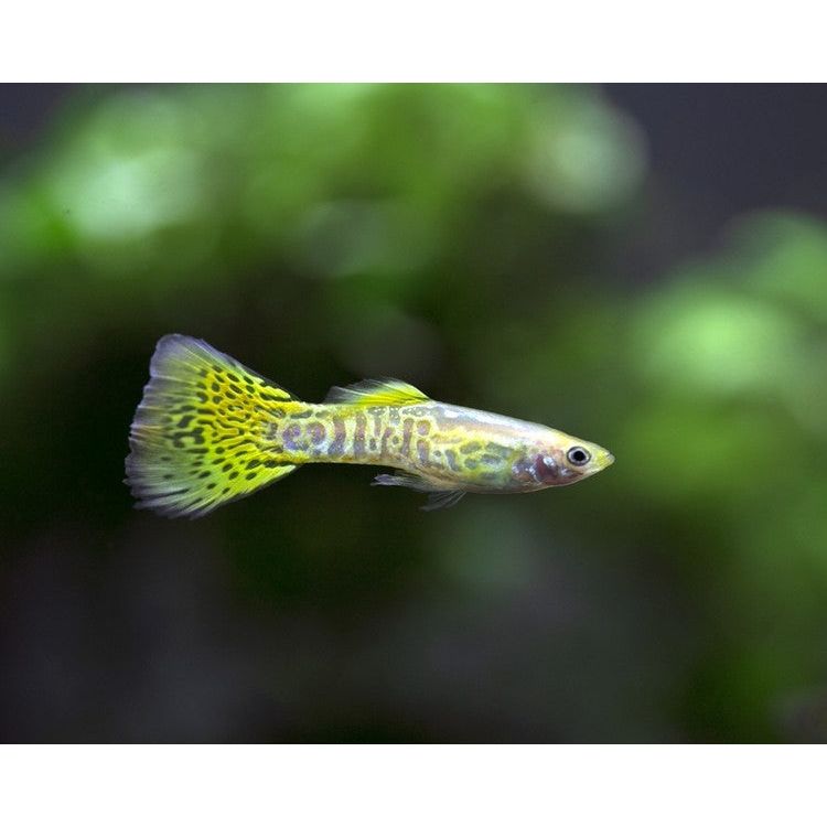 Male Fancy Guppy