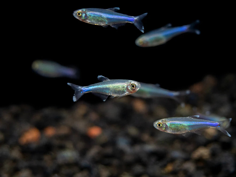 Blue Cochu Tetra