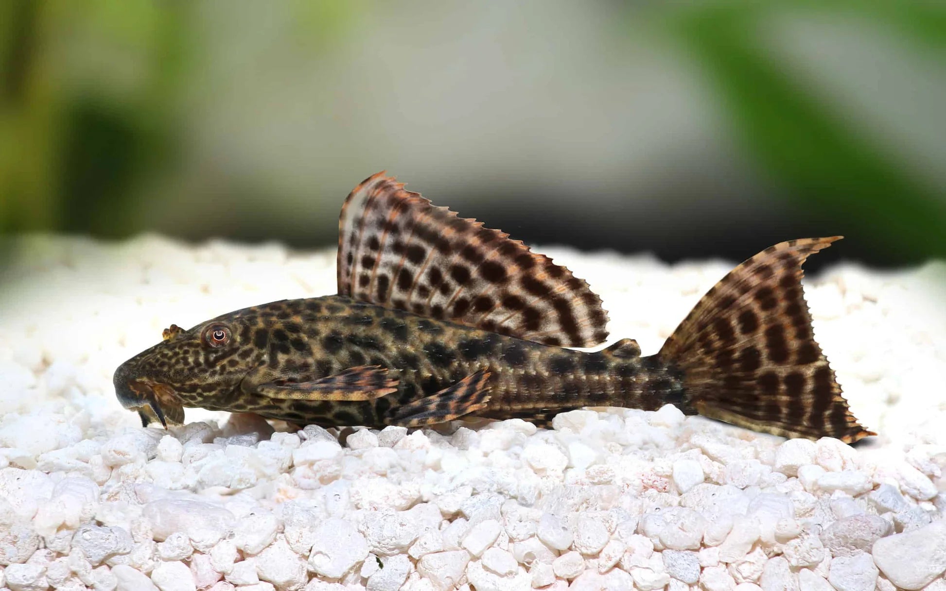 Common Pleco (Hypostomus)