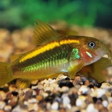 Gold Laser Corydoras