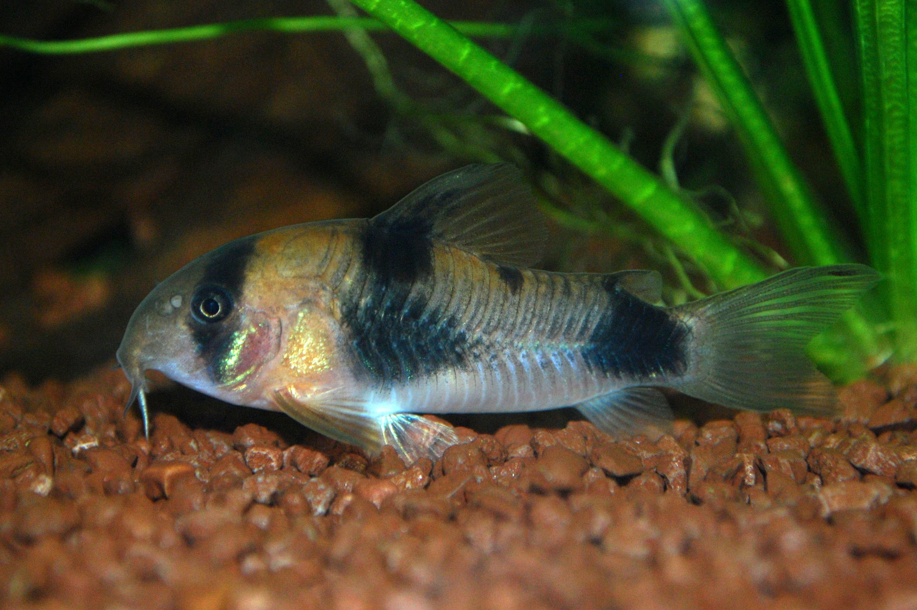 Weitzmani Corydoras