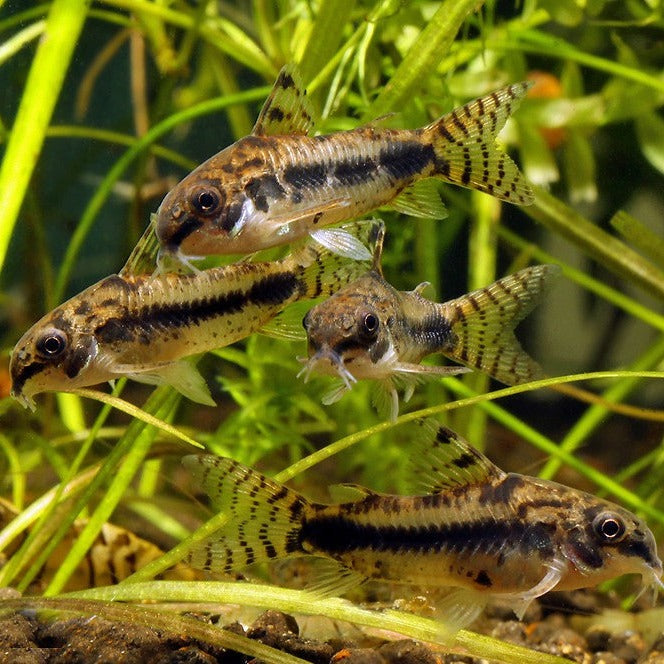Salt and Pepper Corydoras (Corydoras habrosus)