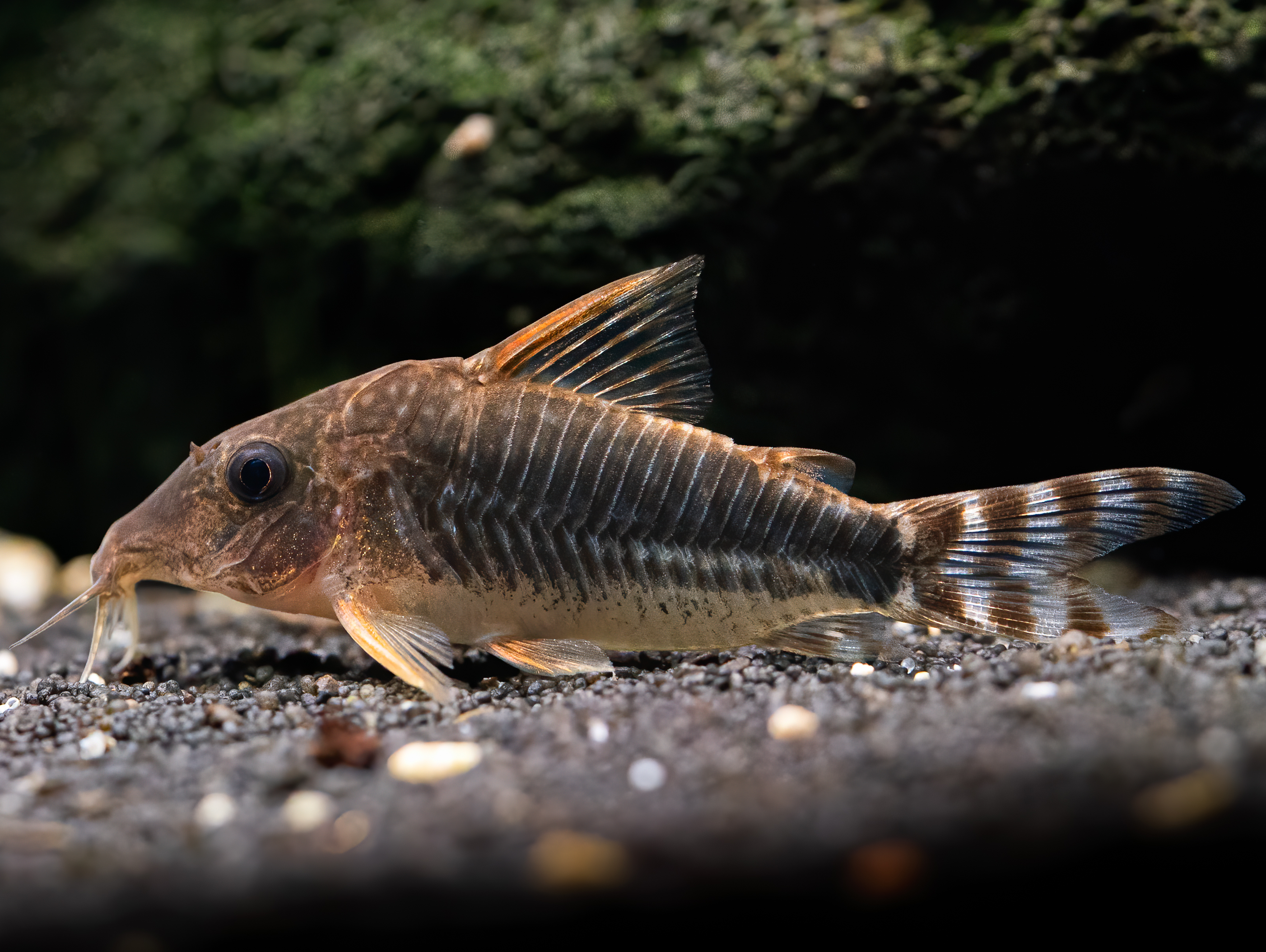 Seussi Corydora