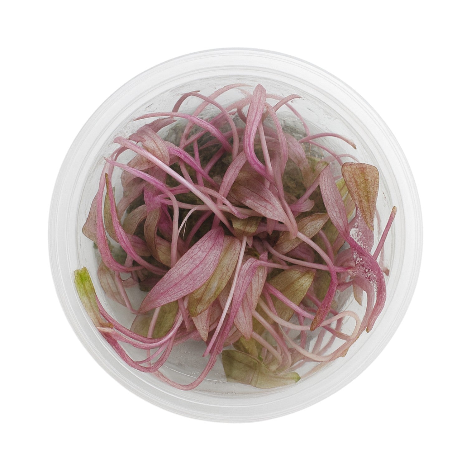 Cryptocoryne Pink Flamingo Tissue Culture