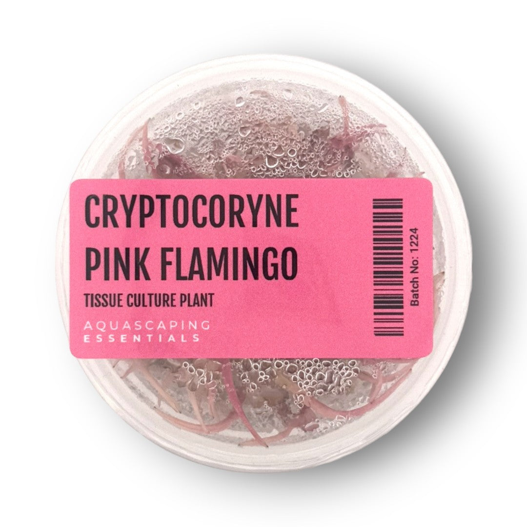 Cryptocoryne Pink Flamingo Tissue Culture
