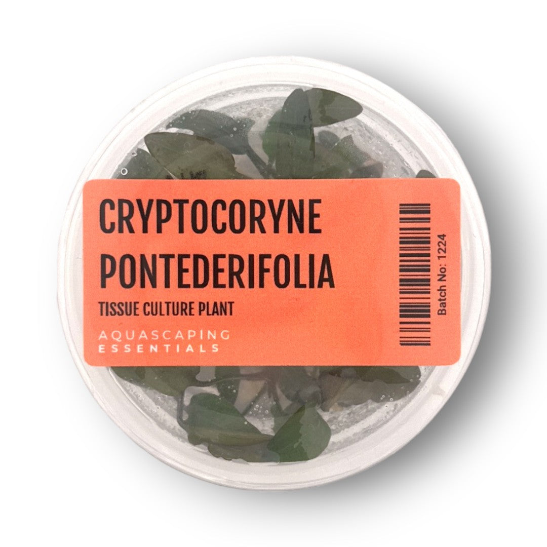 Aquascaping Essentials – Cryptocoryne Pontederifolia ‘Schott’ Tissue Culture