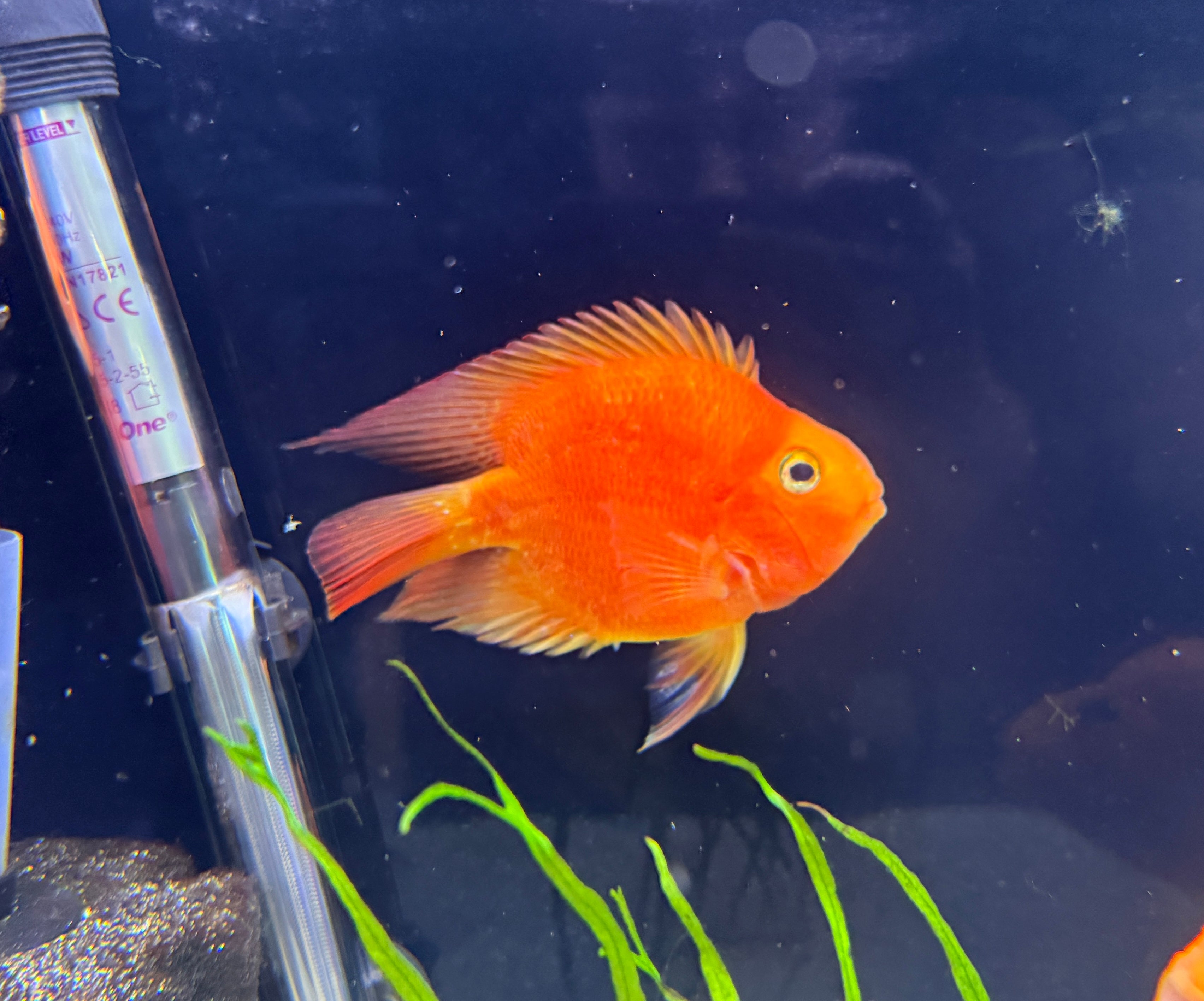 Yuan Bao Red Parrot