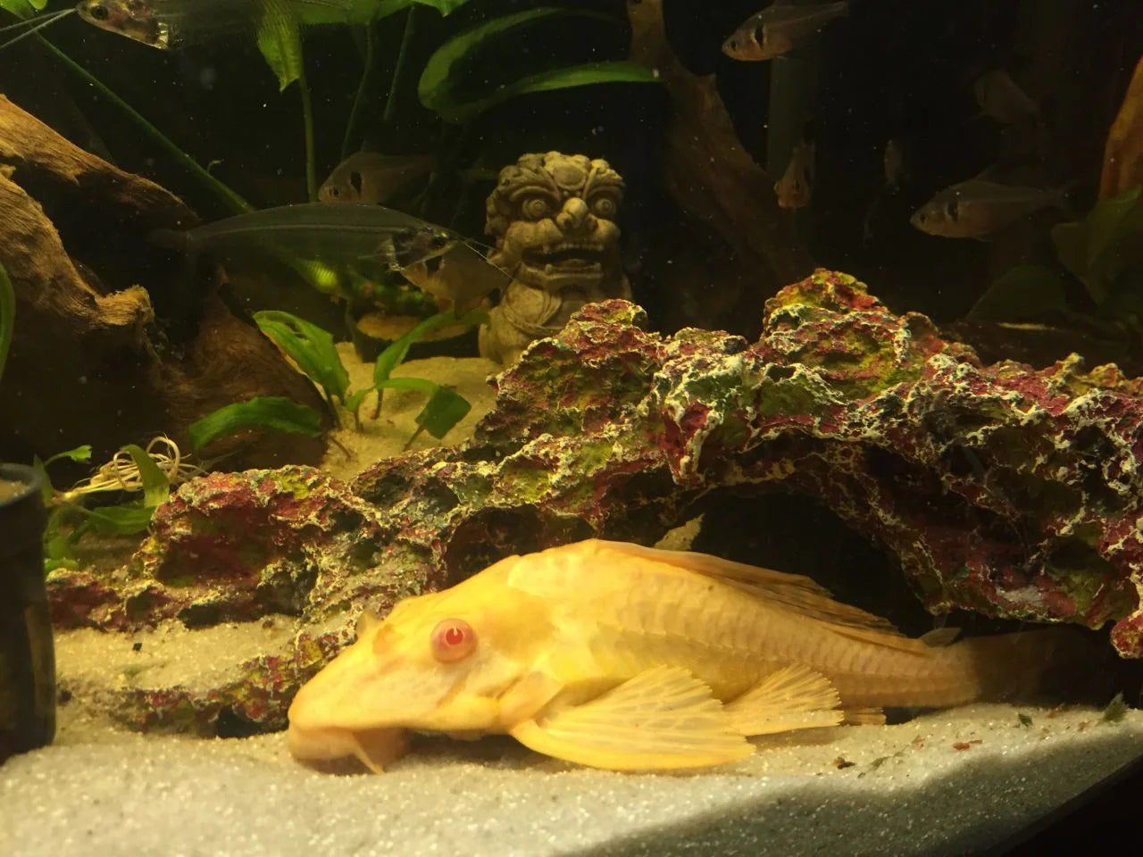 Albino pleco with pale yellow body, red eyes and broad fins resting on sandy substrate beneath rock arch in decorated freshwater aquarium background