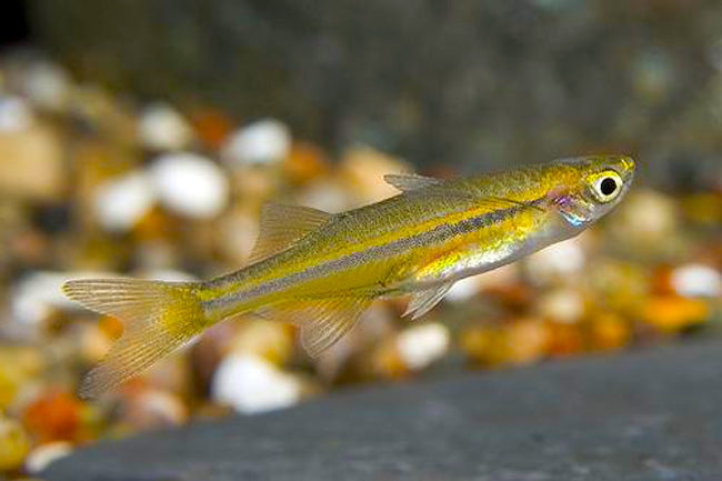 Dadio Orange Hatchetfish