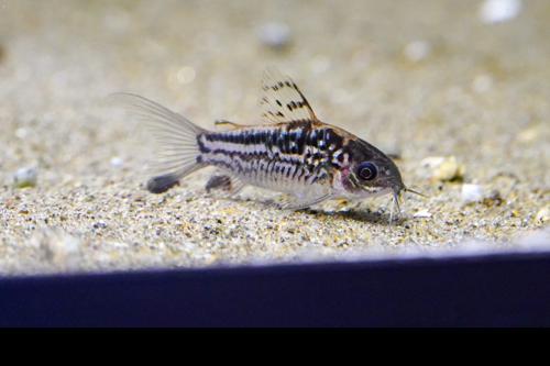 Elegant Corydoras