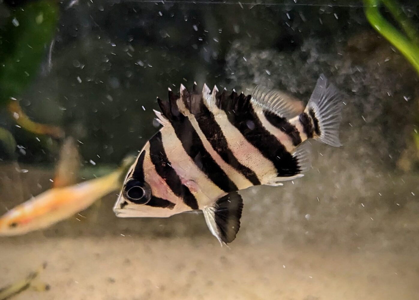 Siamese Tigerfish (Datnoid)