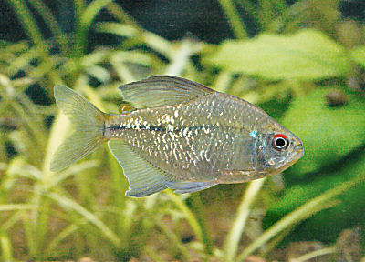 Diamond Tetra