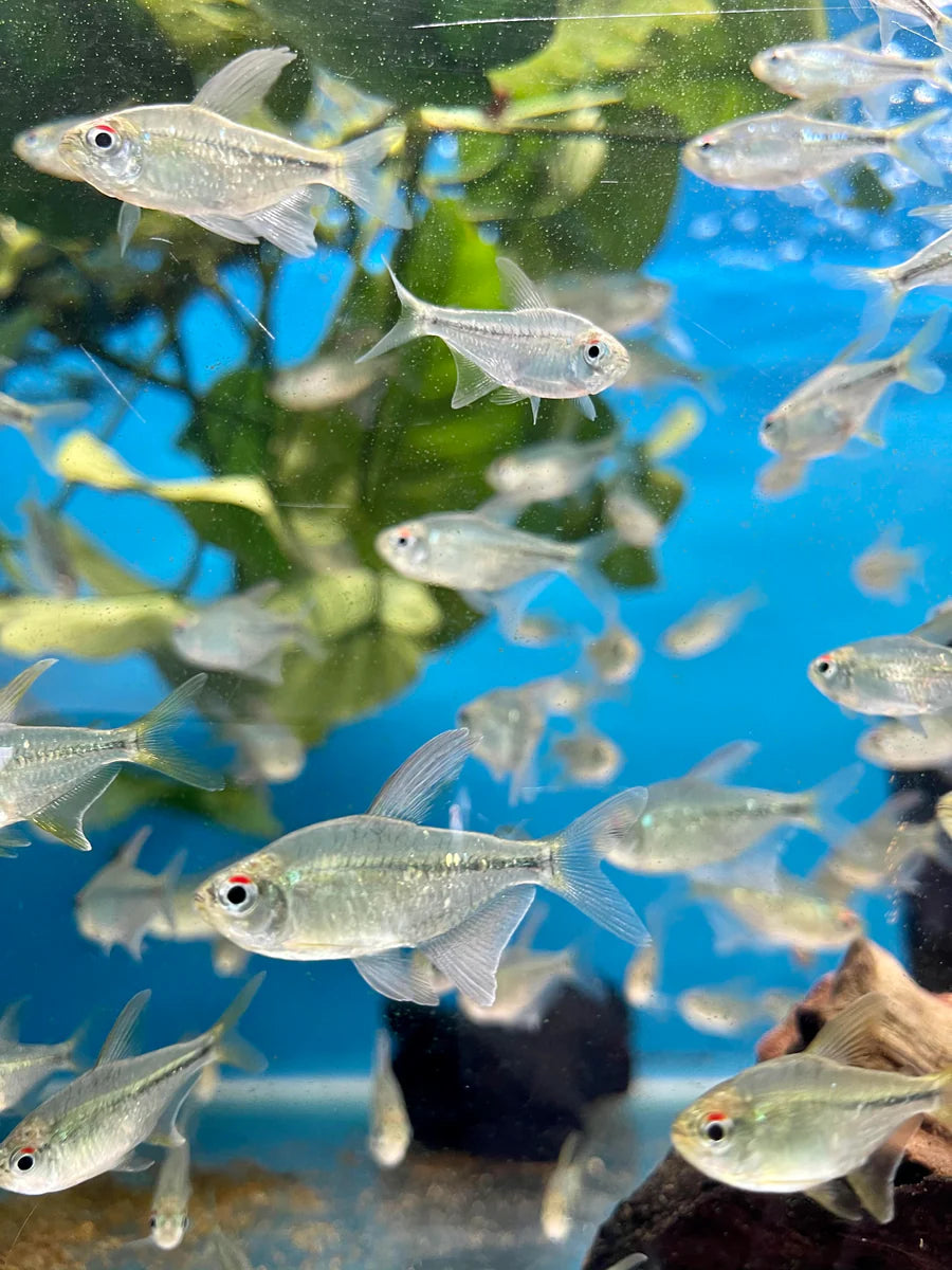 Diamond Tetra