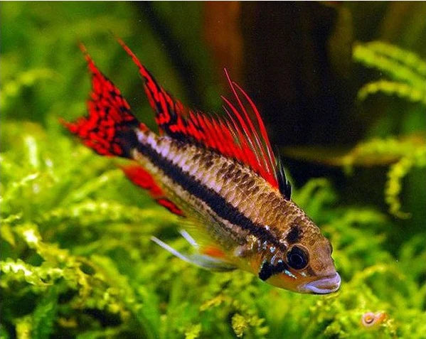 Cacatuoides Super Red Apistogramma