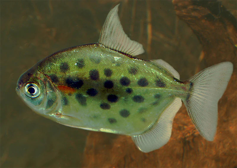 Spotted Silver Dollar