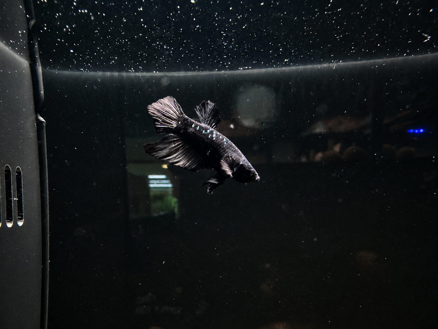 Black Mamba Male Betta (B3)