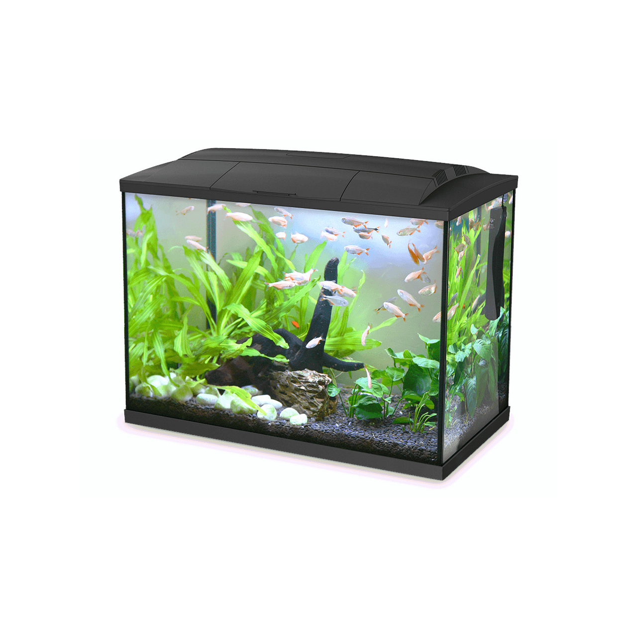 Hailea LED Aquarium 60L Black – Simply Fish