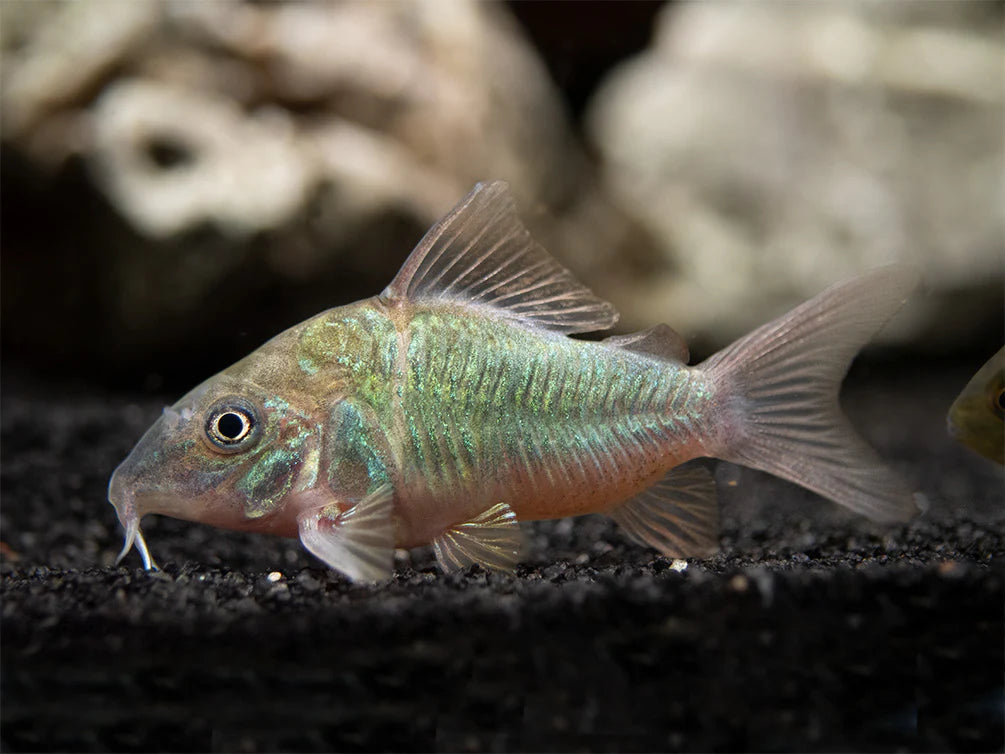 Emerald Green Cory