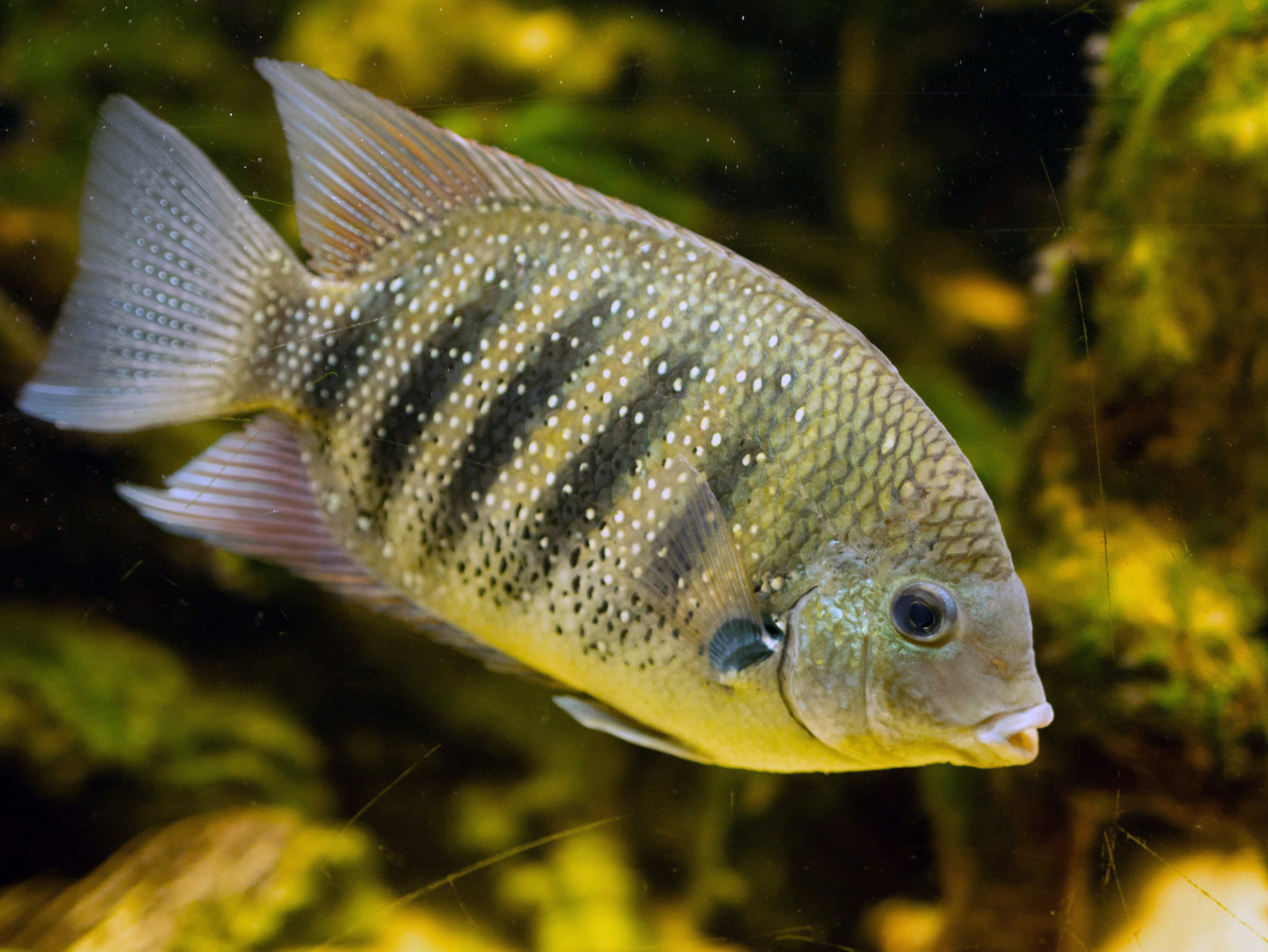 Green Chromide Cichlid