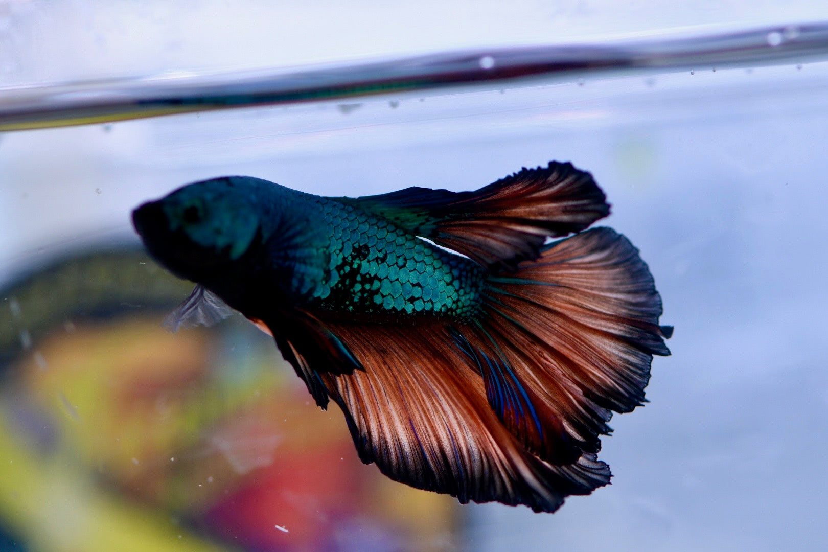 (WYSIWYG) Halfmoon Male Betta - Mustard Gas