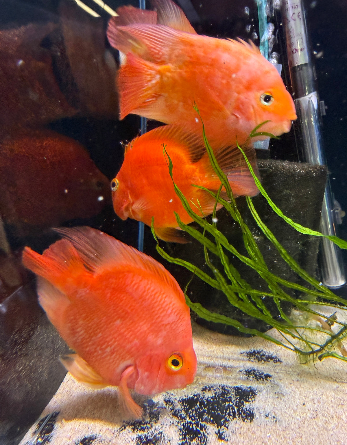 Yuan Bao Red Parrot