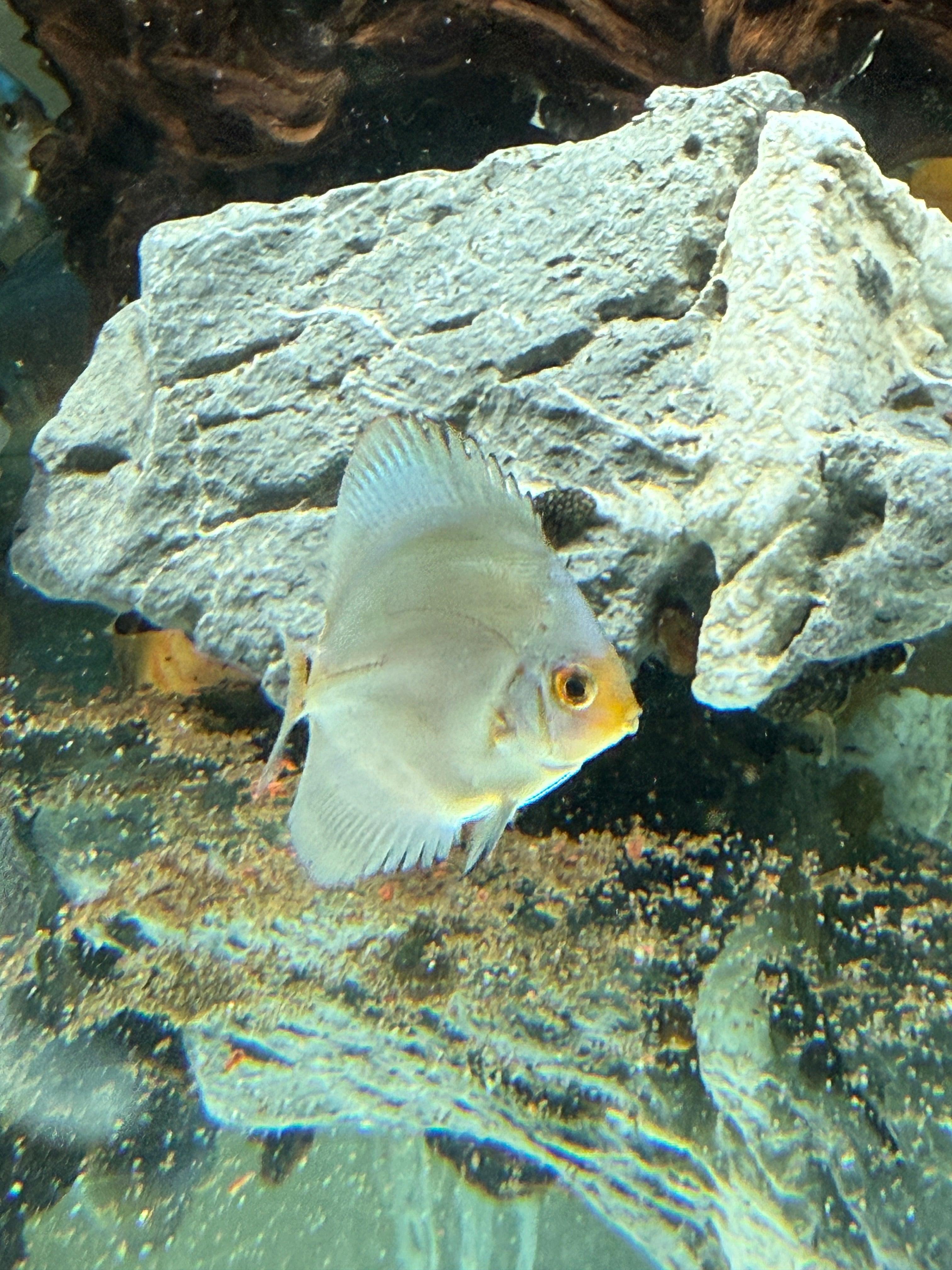 Blue Diamond Discus Small