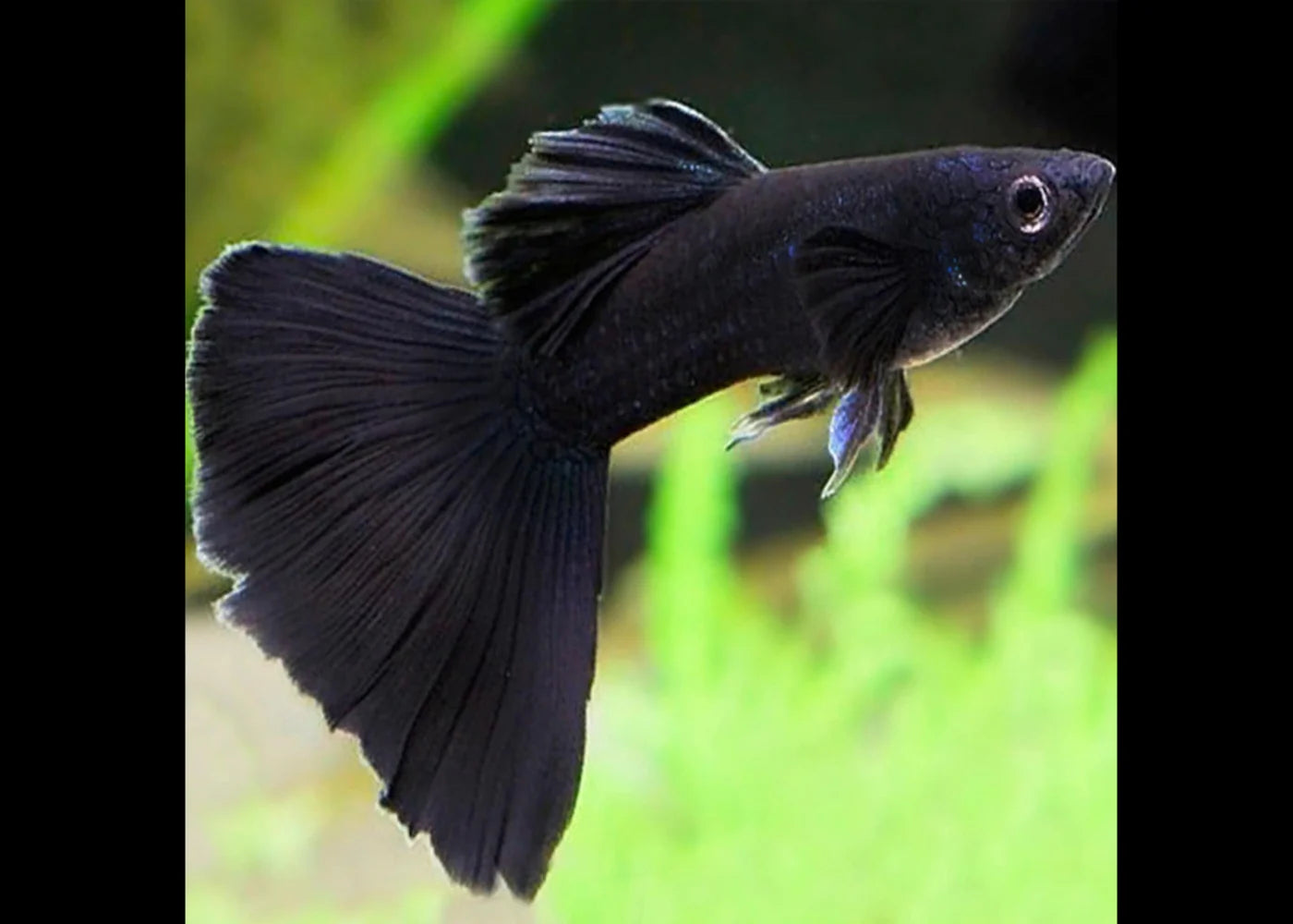 Full Black Elephant Ear Male Guppy