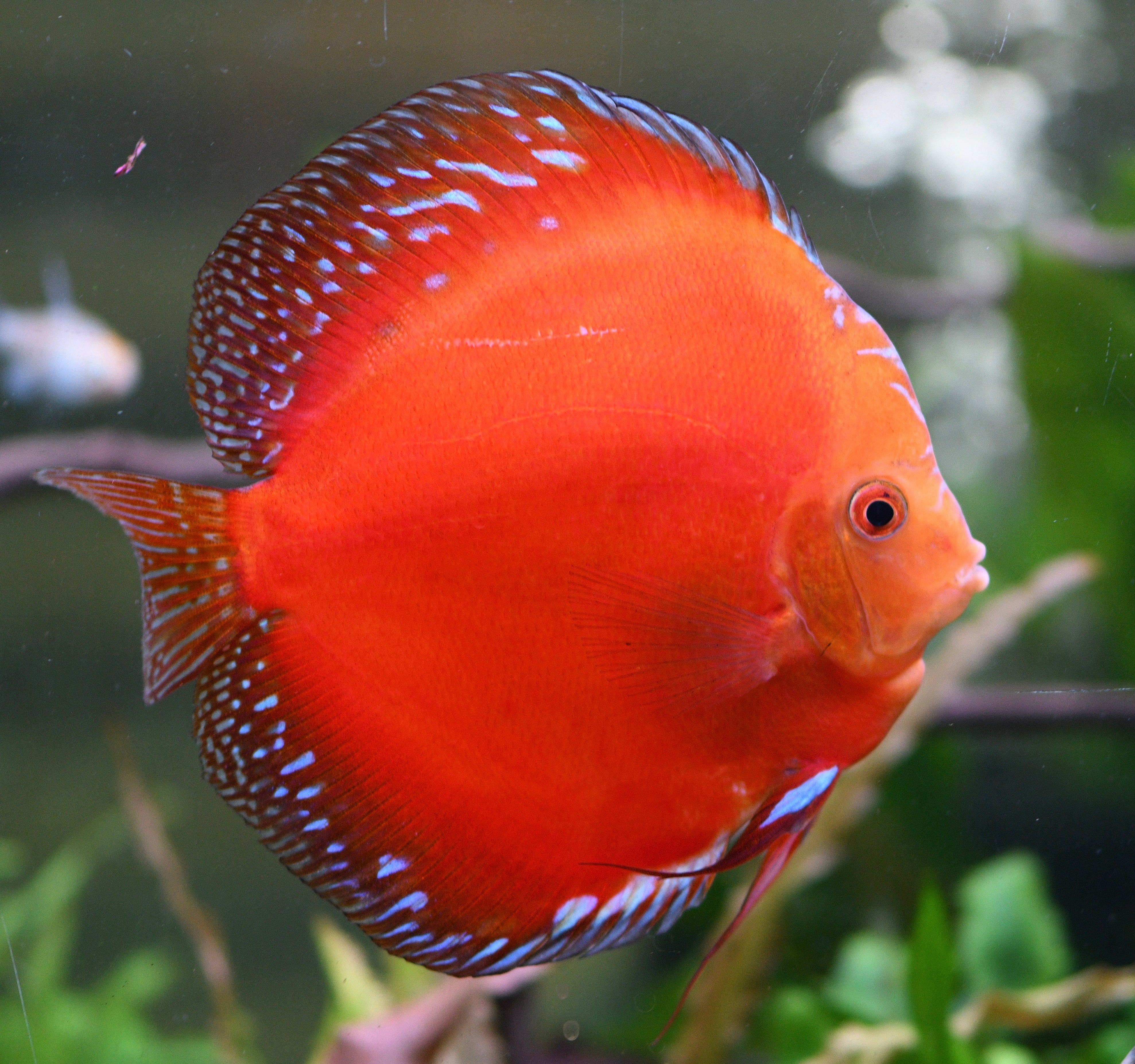 WYSIWYG - Jumbo Red Rafflesia Discus