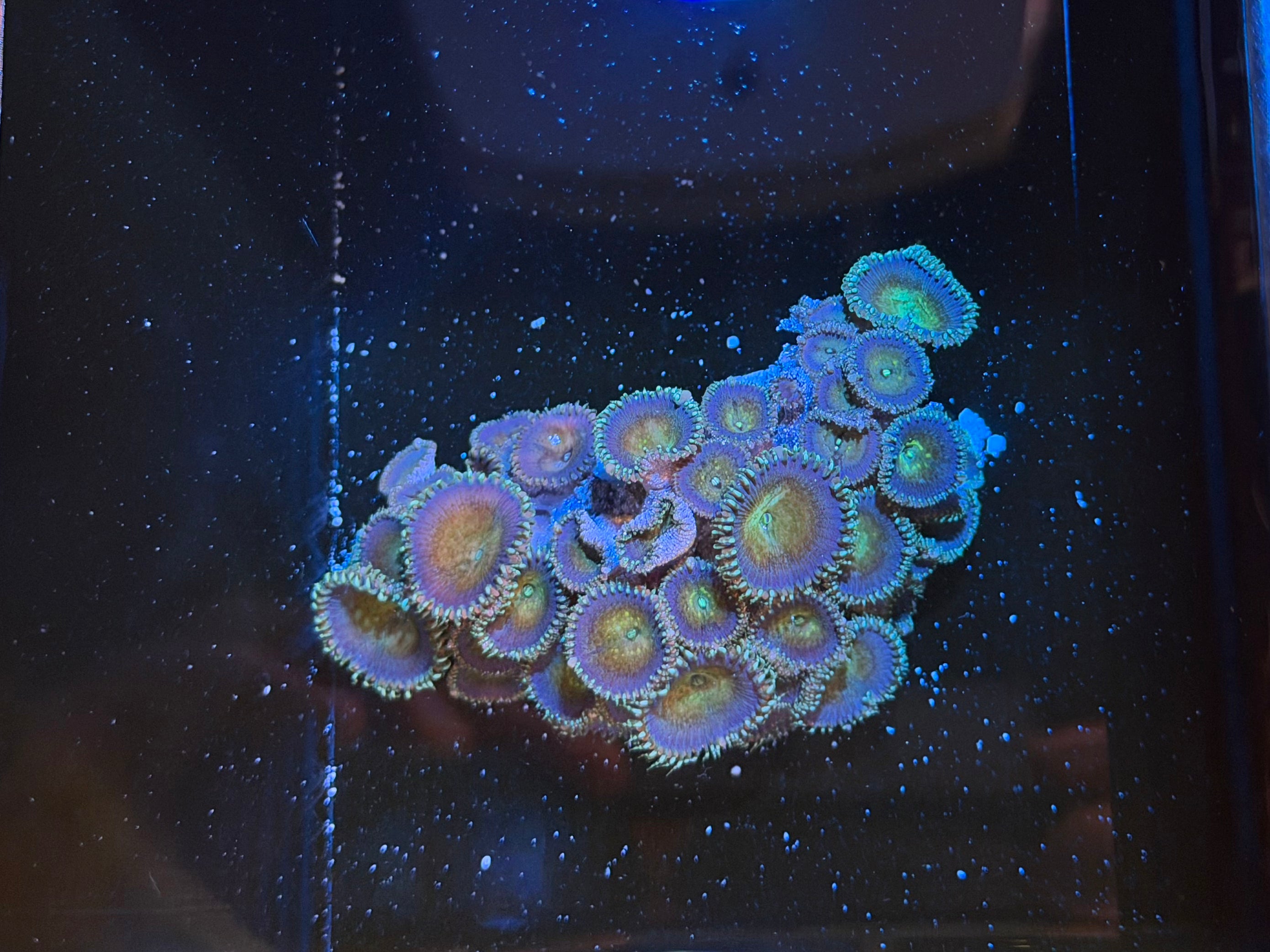 WYSIWYG Small Paly Colony