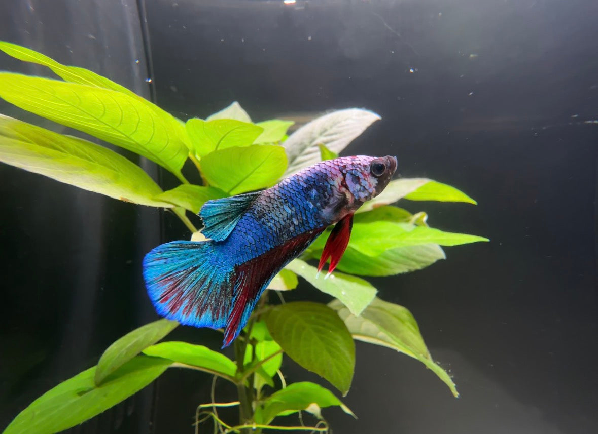 Assorted Koi Male Betta