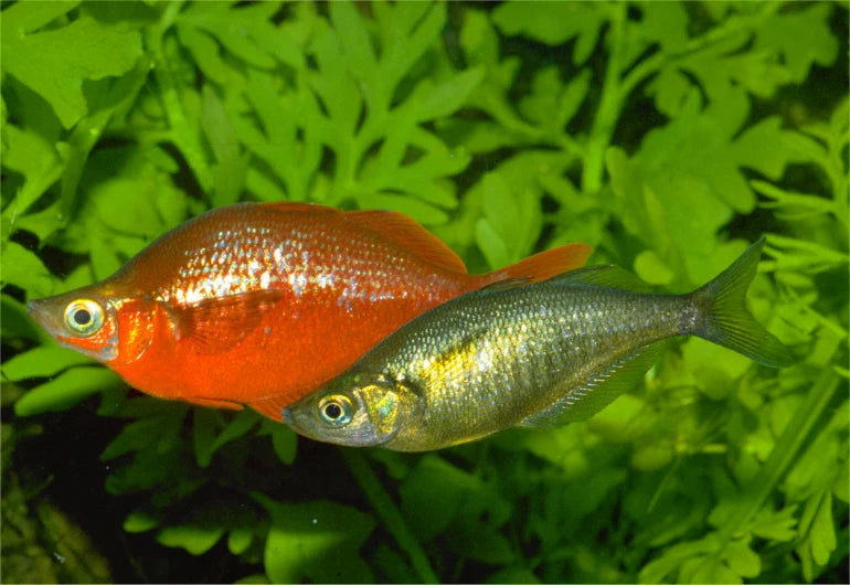 Red Rainbowfish
