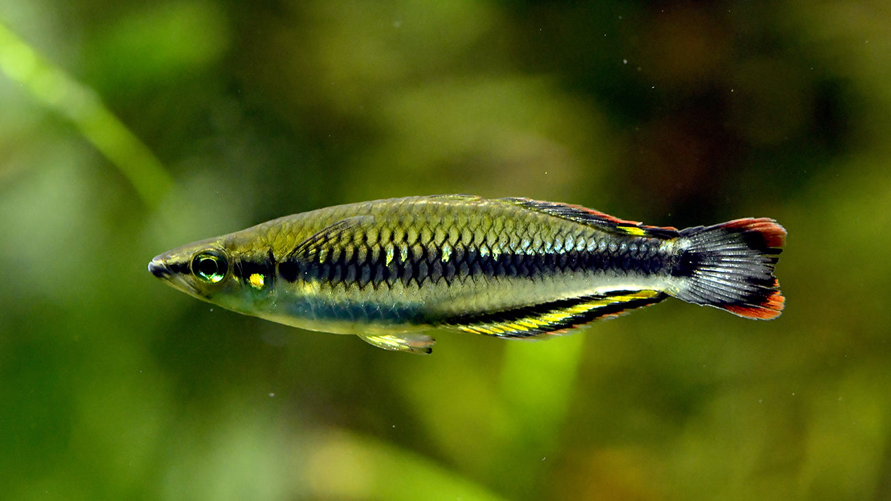 Madagascar Rainbow