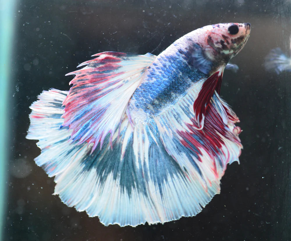 Assorted Halfmoon Male Betta