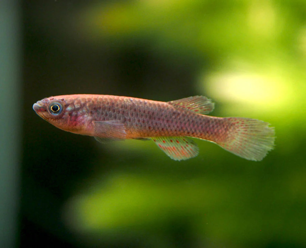 Steel Blue Gardneri Killifish (Fundulopanchax Gardneri)