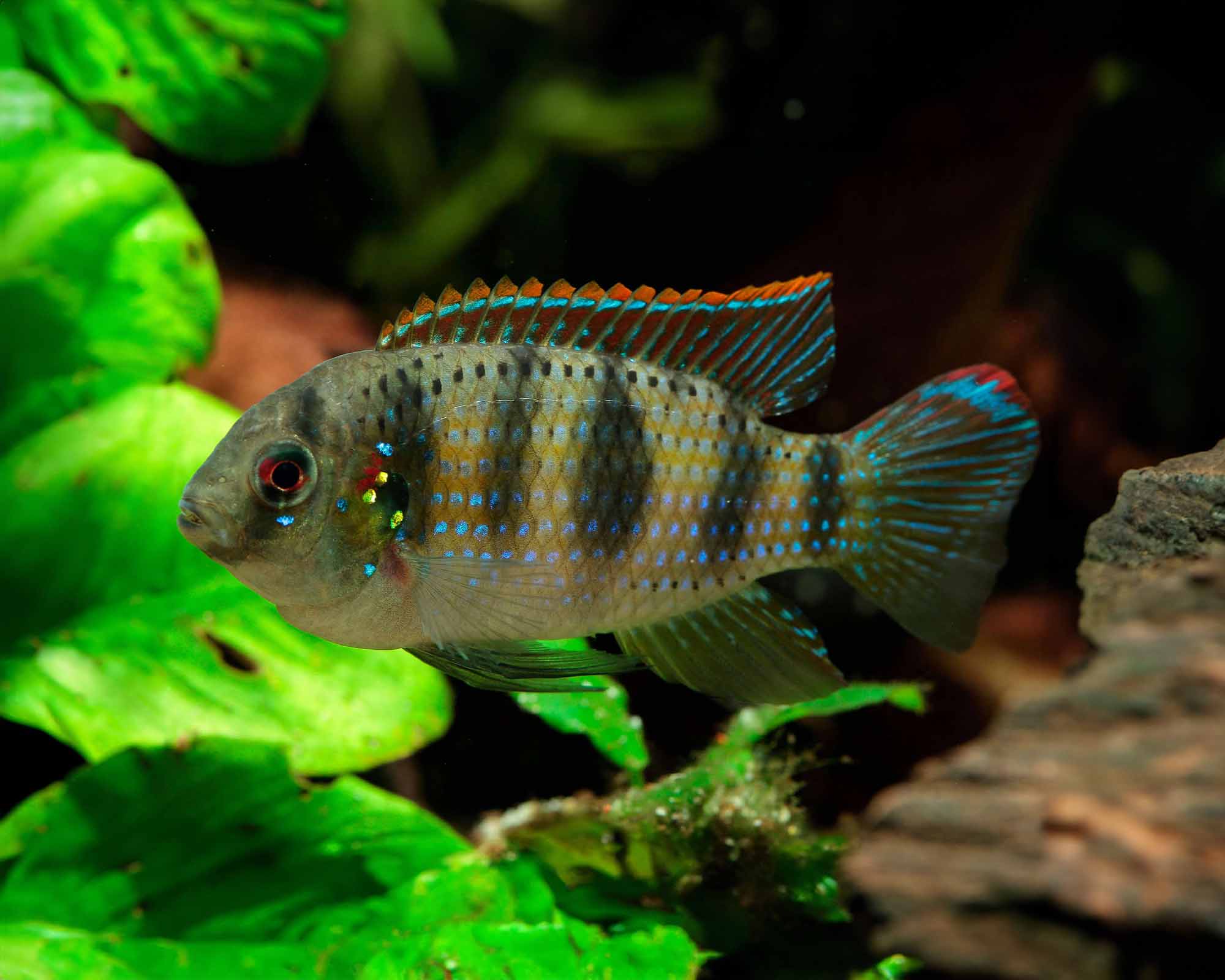 African Butterfly Cichlid