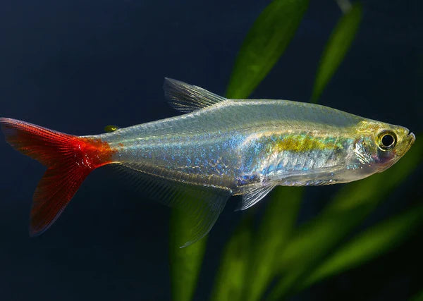 Glass Bloodfin