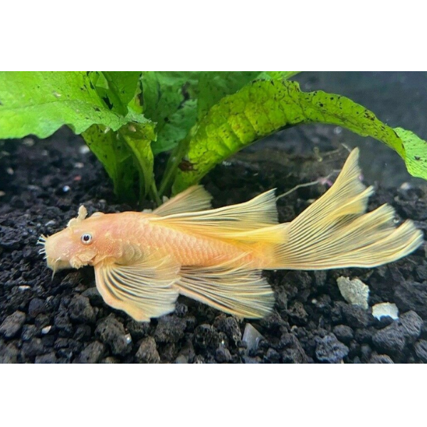 Longfinned Golden Bristlenose