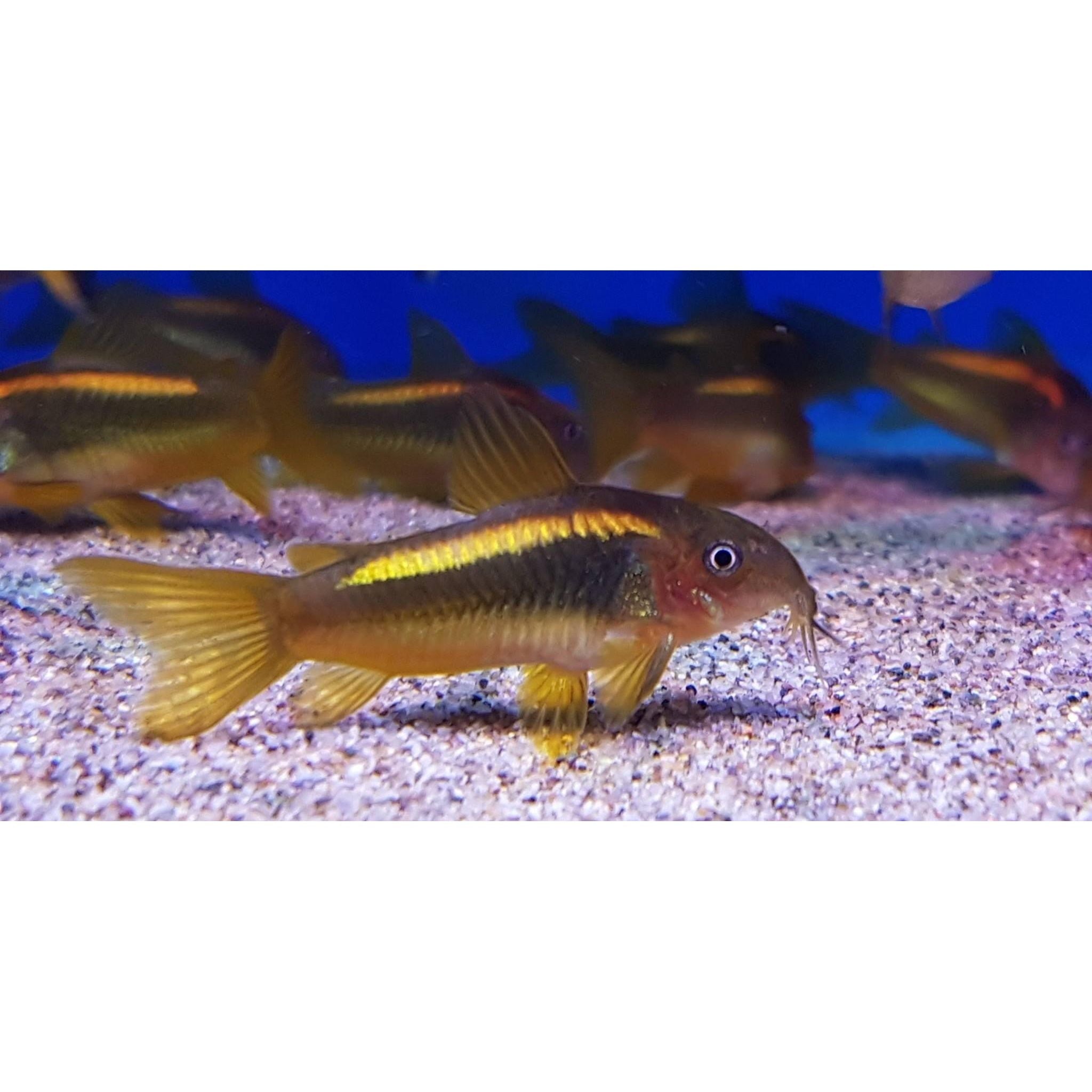 Gold Laser Corydoras