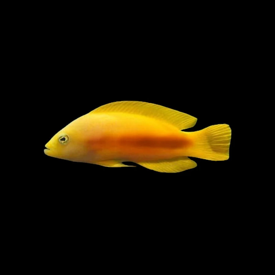Golden Dottyback