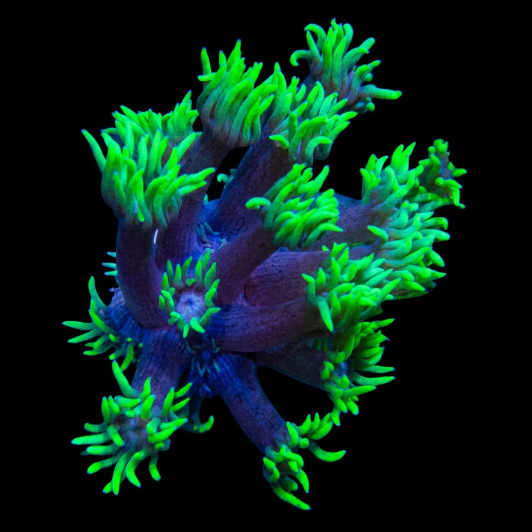 Long Tentacle Toxic Green Goniopora