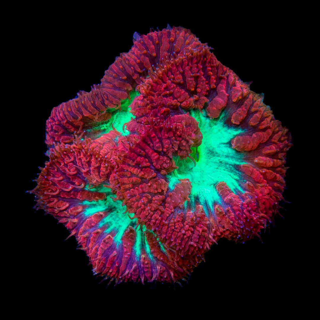 Red Blasto Fragment