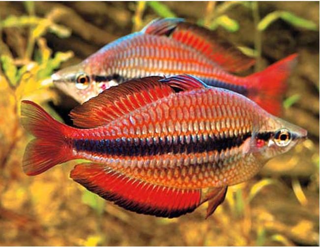 Goyder River Rainbowfish